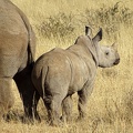 Africa
