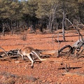 Australia - New Zealand